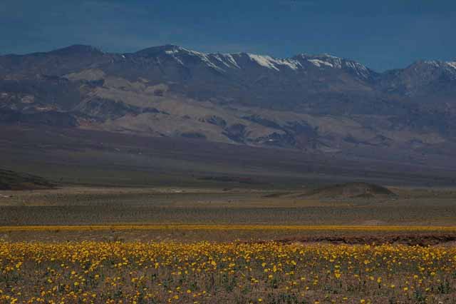 desert gold flowers